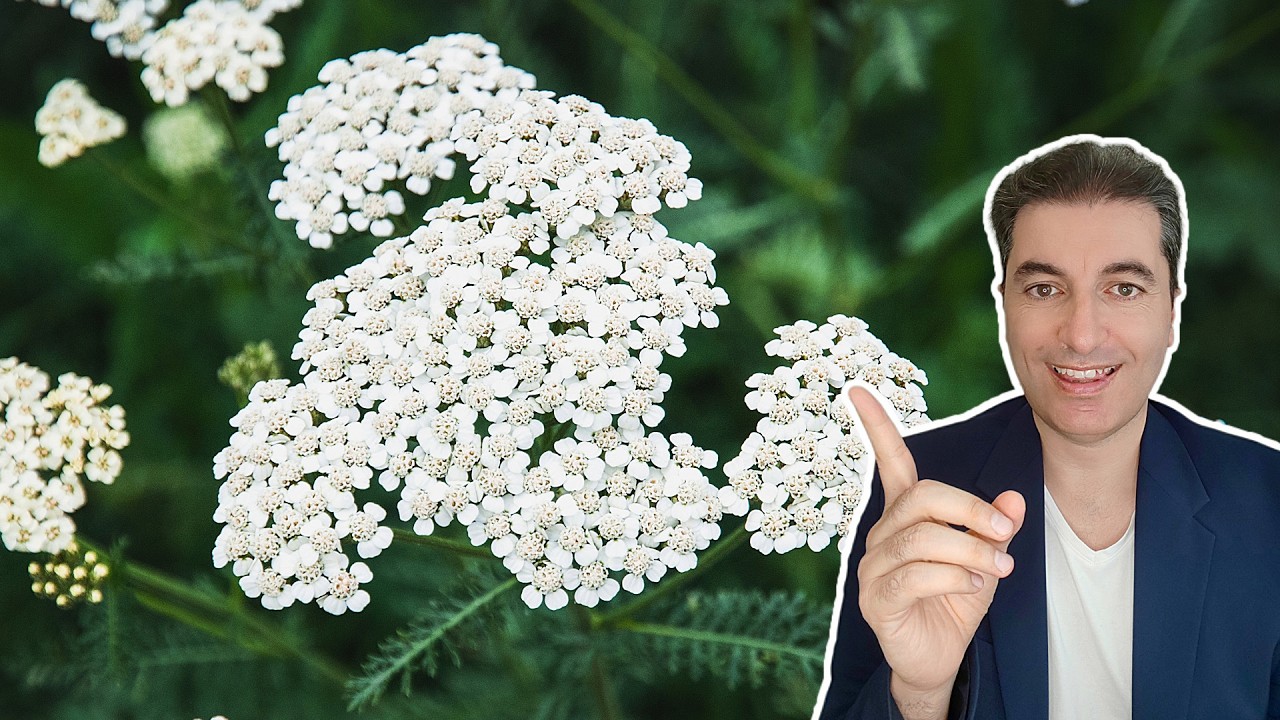 Yarrow Herb Benefits: Balance Hormones and Strengthen Immunity Naturally