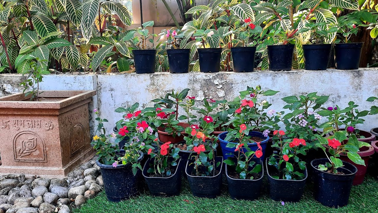 വേഗം വളരുന്ന പൂച്ചെടികൾ