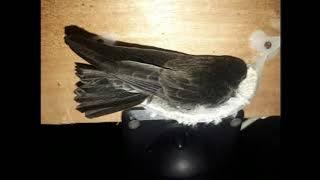 Suara Panggil Triple 999