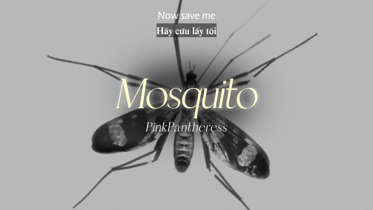 Vietsub | Mosquito - PinkPantheress | Lyrics Video