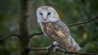 Owl sound effect.  effect Suara burung hantu