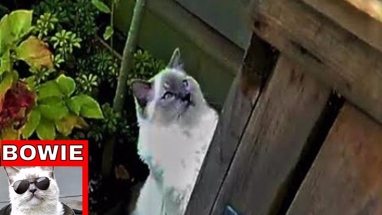 How To Keep Your Ragdoll Cat From Escaping Your Backyard. - YouTube How to Keep your Ragdoll Cat from Escaping your Backyard. - How To Keep Your Ragdoll Cat From Escaping Your Backyard. - YouTube