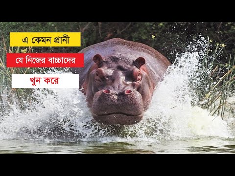 ভিডিও: Hippo এবং hippopotamus: এই স্তন্যপায়ী প্রাণীর পার্থক্য এবং মিল