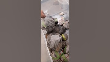 breaking your back with fossils. #fossilfinds #fossilhunter #fossilprep #ammonite #fossils #whitby