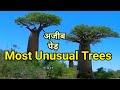 Top most unusual trees in the world  most unusual trees in the world  biggest trees on earth