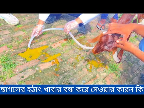 ভিডিও: ছাগল কি দাঁড়ায়?