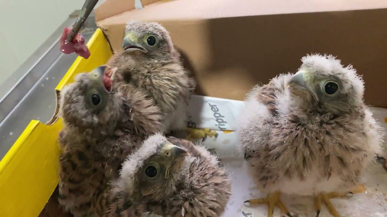 Yavru Kerkenez Besleme Nasıl Yapılır? 🙈😇 