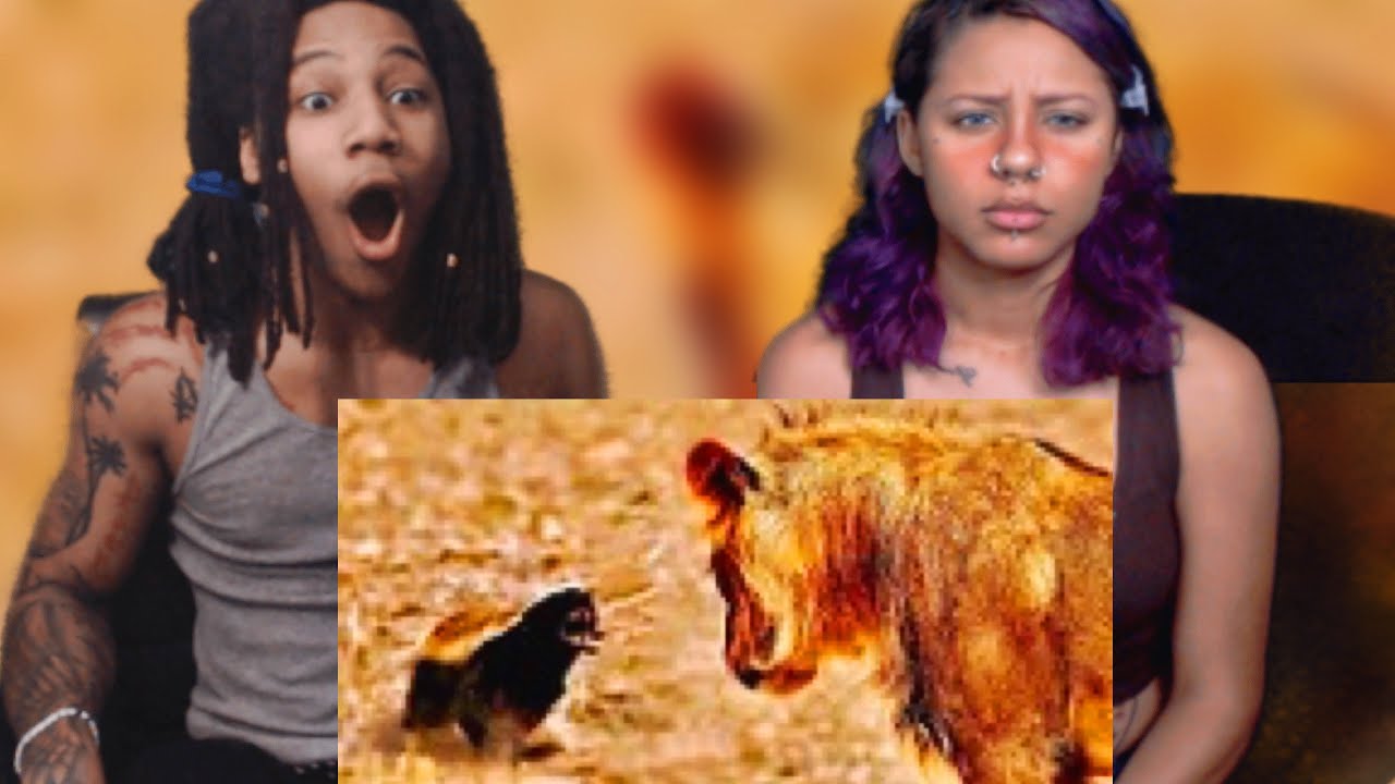 Why Honey Badgers Don't Fear God or Lions (Casual Geographic) | Reaction