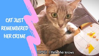 Funny Cat : Cat break the eggs | Kucing Jatuhkan Telur | Ohhooman by Oh Hooman 45 views 3 years ago 26 seconds