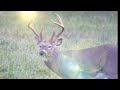 Whitetail Deer Big Bucks #edit #hunting #deerhunting #deer