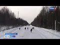 Стая волков неожиданно встретилась автомобилистам на дороге в Красноборском районе