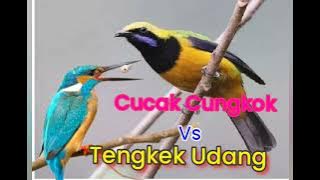 Cucak Cungkok VS Tengkek Udang Gacor dan fighter