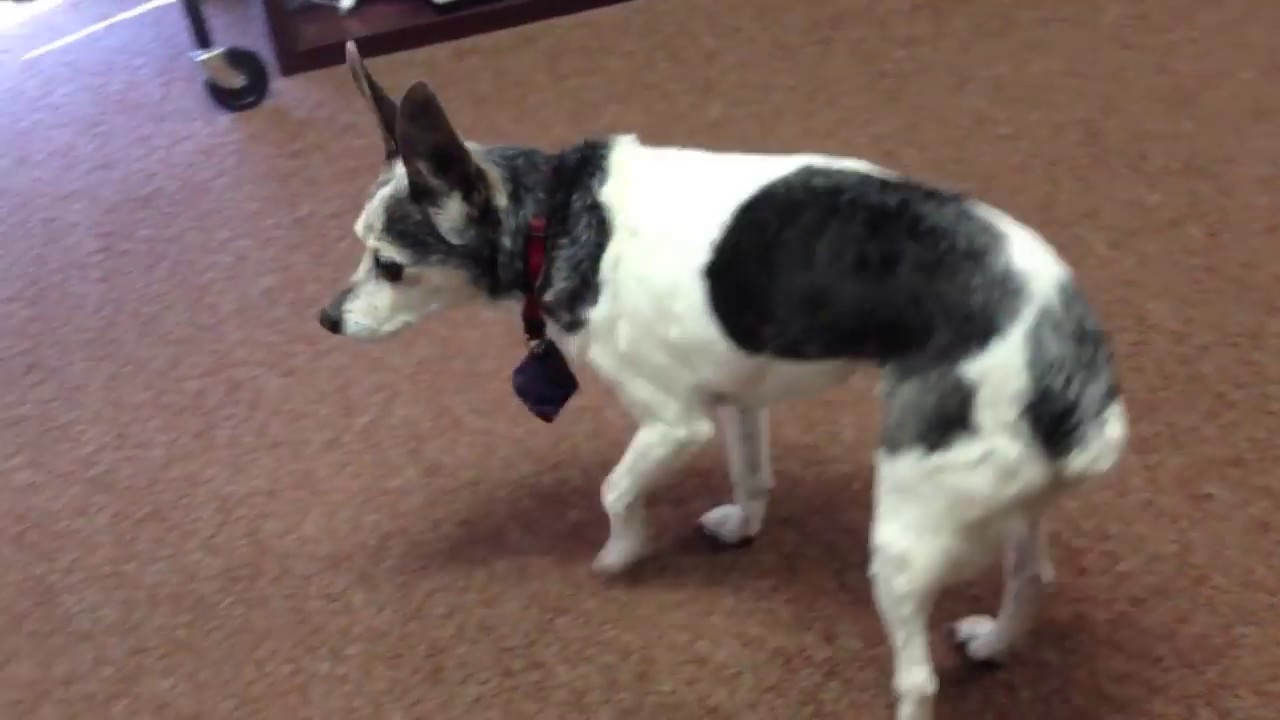 Turning Circles: A Sign of Dementia in Dogs - YouTube