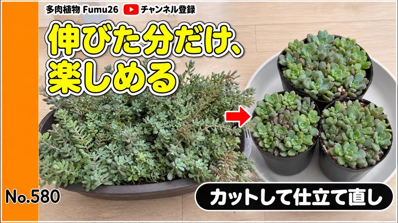 Top【選抜株】多肉植物　364090オーシャン ソング綴化10個　鉢無し/脱土 YouTube