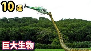 巨大すぎる生物１０選 巨大アナコンダ 犬 牛などあらゆる生物の最大サイズがやばすぎた Youtube