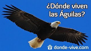 Dónde vive el Águila? ❱❱❱ Toda la información AQUÍ!! - YouTube