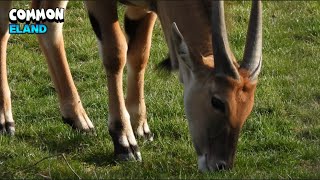 Delightful Common Eland And Wildebeest Eating Grass