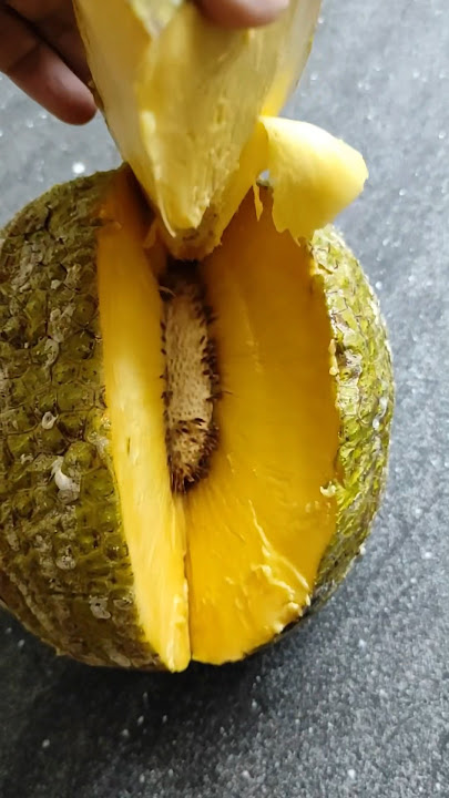 Benefits of breadfruit #breadfruit #breadfruit