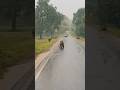 Hunting in Thunderstorm 🐅 #tigerhunt #viral #tadoba