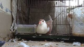 Most Intelligent Pigeon (Escape Artist!) Watch till end