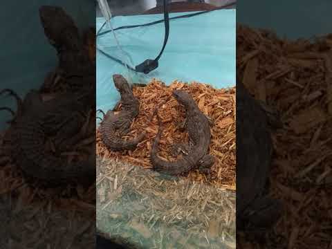 nature revista PART2 MY FIRST REPTILE SHOW 2019