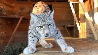 COUGAR HUNTS MAINE COON / Lynx help to clean