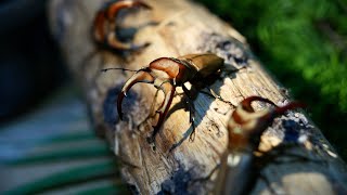 雞冠大軍來了！（粵語 廣東話）台灣雞冠細身鍬形蟲 甲蟲飼養 Cyclommatusmniszechi ホソアカクワガタ