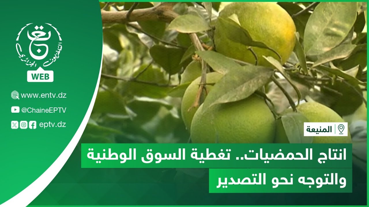 المنيعة | انتاج الحمضيات.. تغطية السوق الوطنية والتوجه نحو التصدير