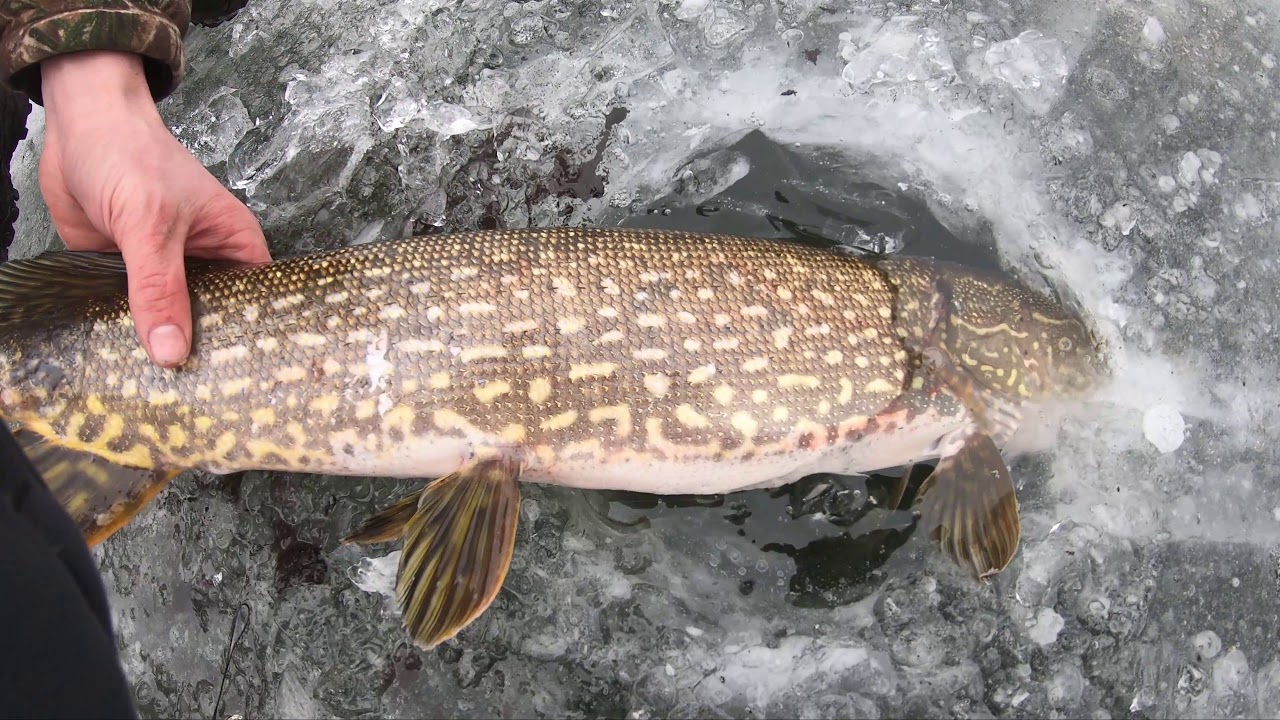 Early Ice Flag Chasin'