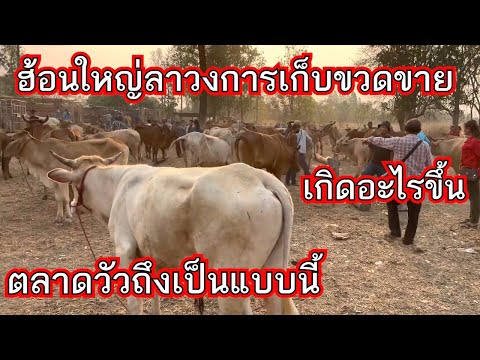 ราคาวัววันนี้ พุธที่5เมษา66 วัวแดง วัวลูกผสม วัวเลี้ยงงามๆ ตลาดกุดเรือคำ อ.วานรนิวาส จ.สกลนคร