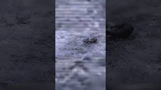 Python Hunting Jaguar Impressive