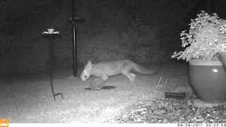 Famous Feisty Hedgehog Wealth