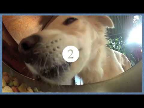 Video: Behandling Av Den Ensamma Mastcelletumören Hos Husdjur