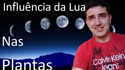 Qual lua é boa para transplantar uma samambaia?