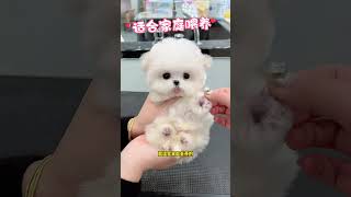 I'll Show You A Cute Little Bichon Frise. It's Soft And Cute Like A Doll. My Heart Is Melted By It.