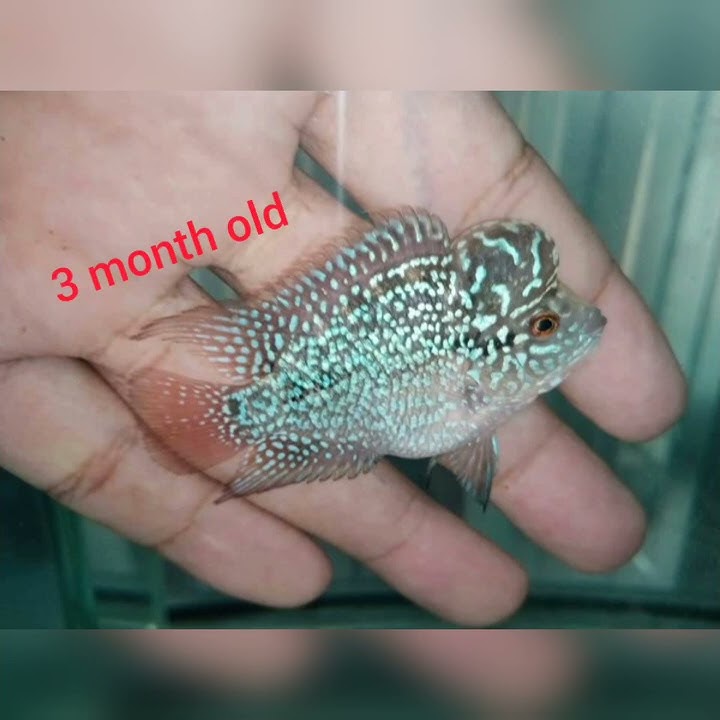 Kamfa flowerhorn growth in 3 months