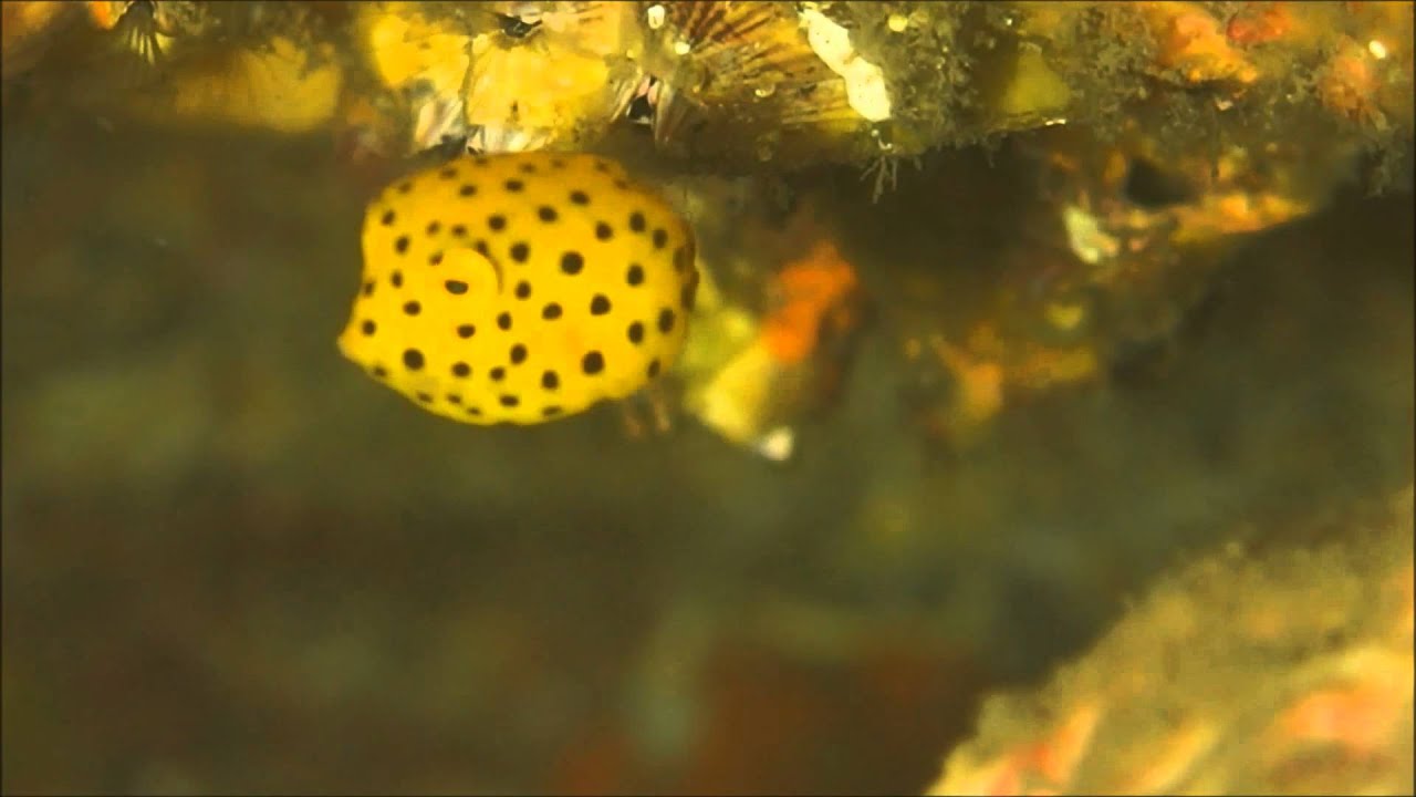 田子ダイビング ミナミハコフグの幼魚 15 08 08 Youtube