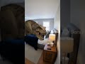 dinosaur came into house #sora #soralife #funny #cat #viral #foryou