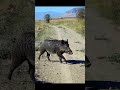 Wildboar shooting #hunting #wildboar #caccia #chasse  #hog #shorts #hunter