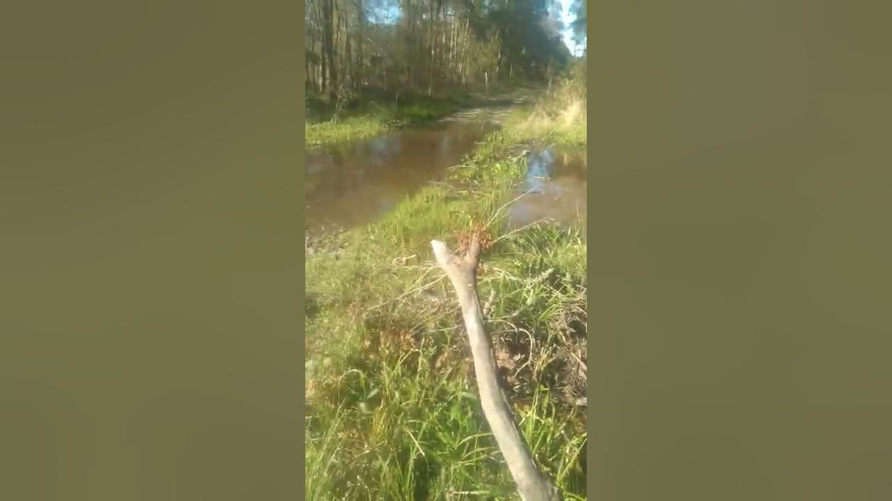 Busting beaver dams! #themeatmafia #hogdogs #gamekeeper - YouTube