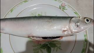 How to Clean and Eviscerate a Fish (#06 Dominique Althea Cortez)
