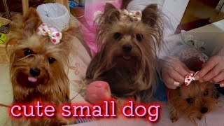 【Small and cute Yorkshire terrier dog】howling little dinosaur