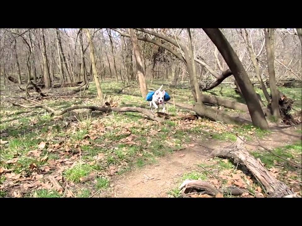 girls like you Taricha the American BUlldog on the Trail.... a Recall