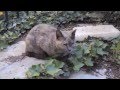 Nine lives cat charity greece