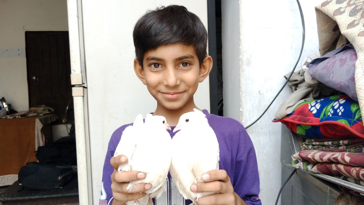 SM Pet House Ki New Video YouTube sm-pet-house-ki-new-video-youtube