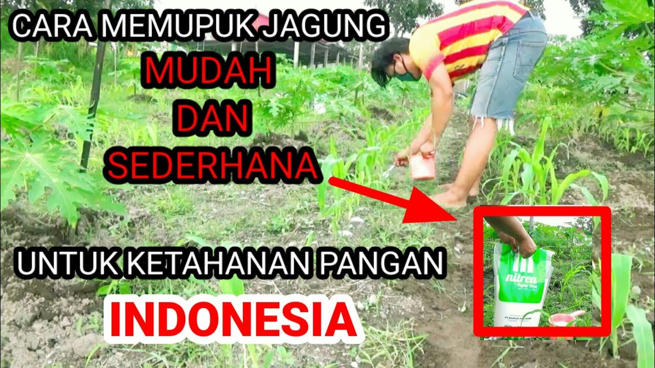  cara memupuk jagung  YouTube