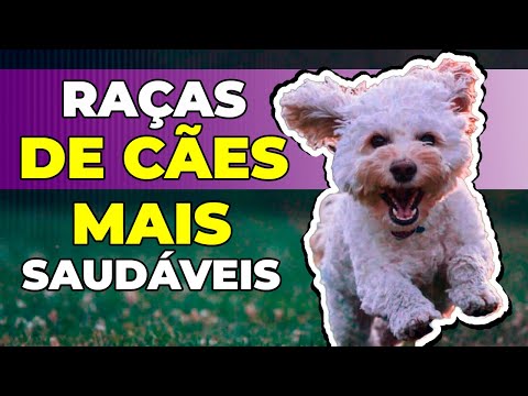 Vídeo: Raças De Cães Que Sofrem De Problemas De Pálpebra