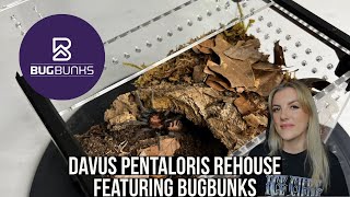 DAVUS PENTALORIS REHOUSE FEATURING NEW BUGBUNKS ENCLOSURES (Guatemalan tiger rump tarantula)