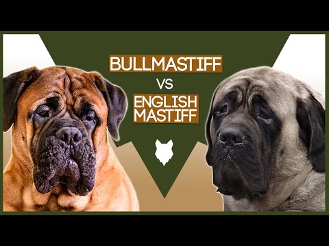 BULLMASTIFF VS ENGLISH MASTIFF