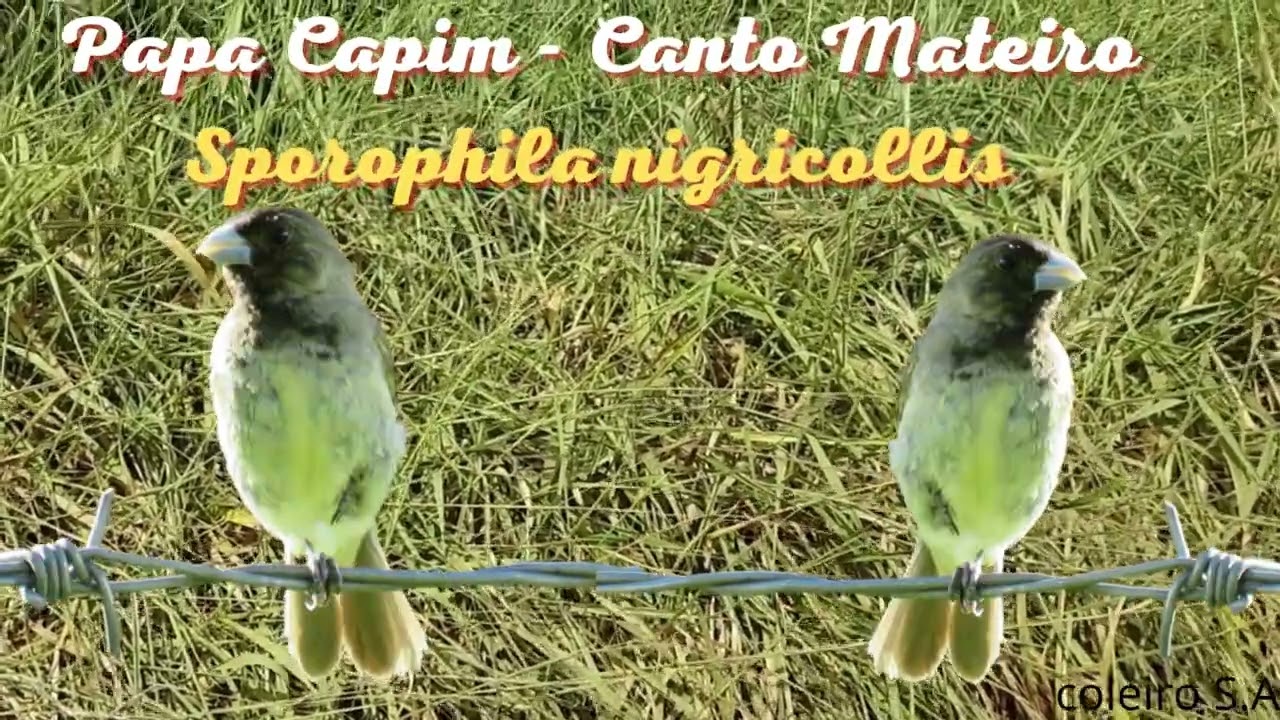 PAPA CAPIM CANTA LIMPINHO Sporophila nigricollis 